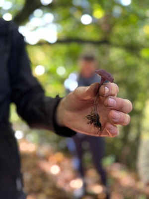 "The Forager Within" Walk, Forage & Lunch 02/05/25