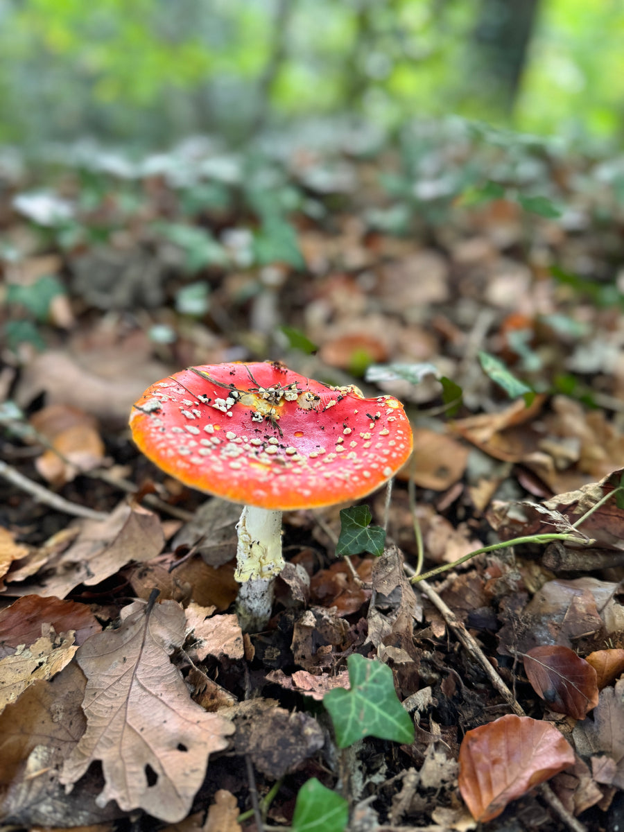 "The Forager Within" Walk, Forage & Lunch 02/05/25