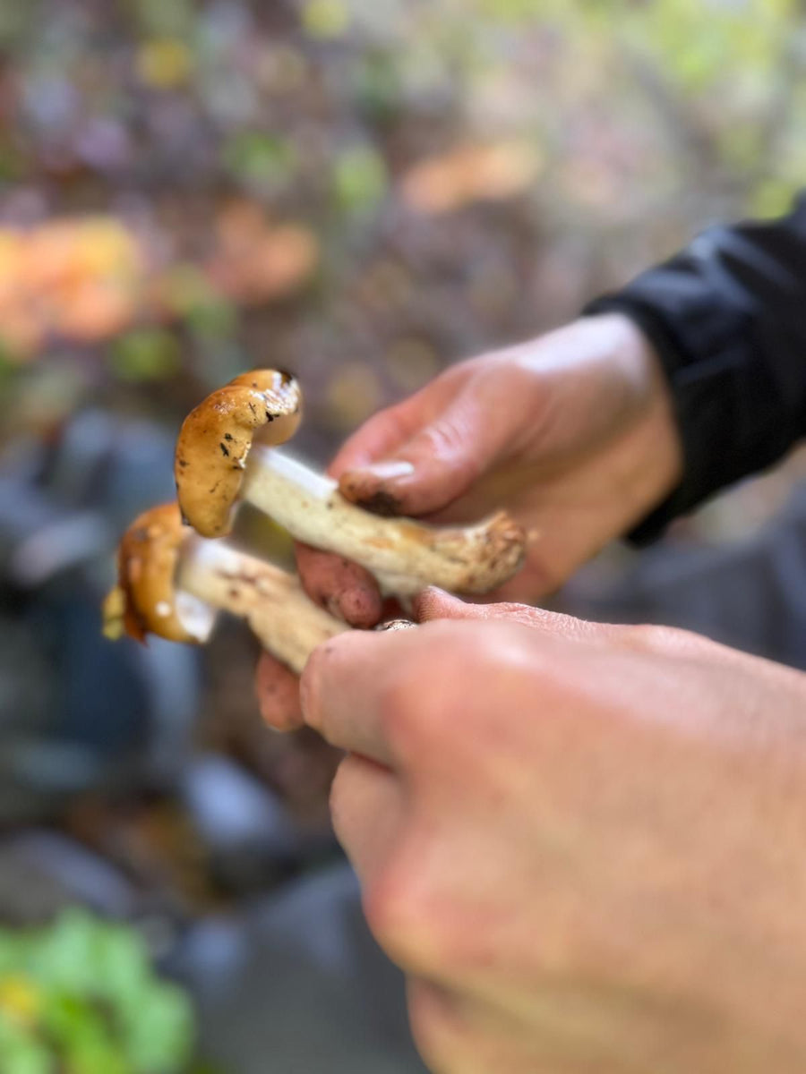 "The Forager Within" Walk, Forage & Lunch 02/05/25